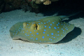 Bluespotted stingray (Taeniura lymma) shot using Canon EOS 300D in Nimar housing, Sigma 50mm macro, Nikonos SB-105 strobe. 